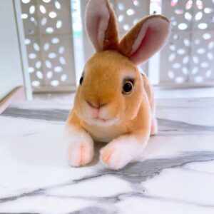 Conejo amarillo acostado