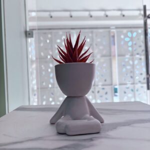 Suculenta rosada aterciopelada