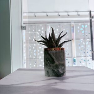 Suculenta gamuza - verde