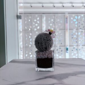 Suculenta, transp. piedritas