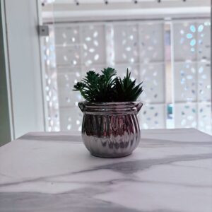 Mini suculentas en roseta