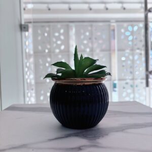 Suculenta verde - grande