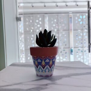 Suculenta piedras - blancas