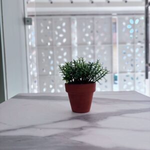 Suculenta envase de barro