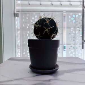 Cactus grande con espinas doradas