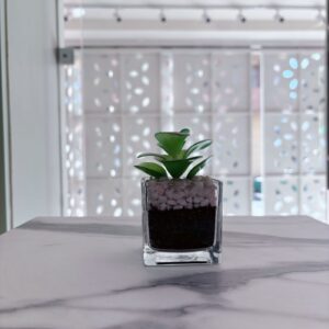 Suculenta redonda esponjadita