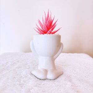 Planta niño con áloe vera rosa