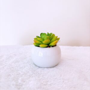 Planta suculenta pequeña