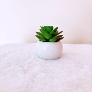 Planta suculenta