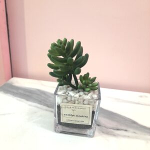 Suculenta Con Planta Verd - Piedra y Vidrio