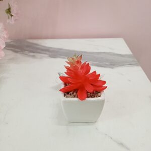 Planta suculenta roja
