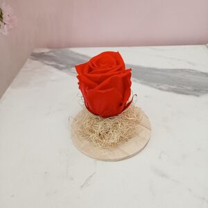 Rosa eterna